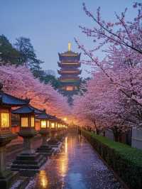 不是在日本🇯🇵而是在武漢 不用出國看櫻花🌸