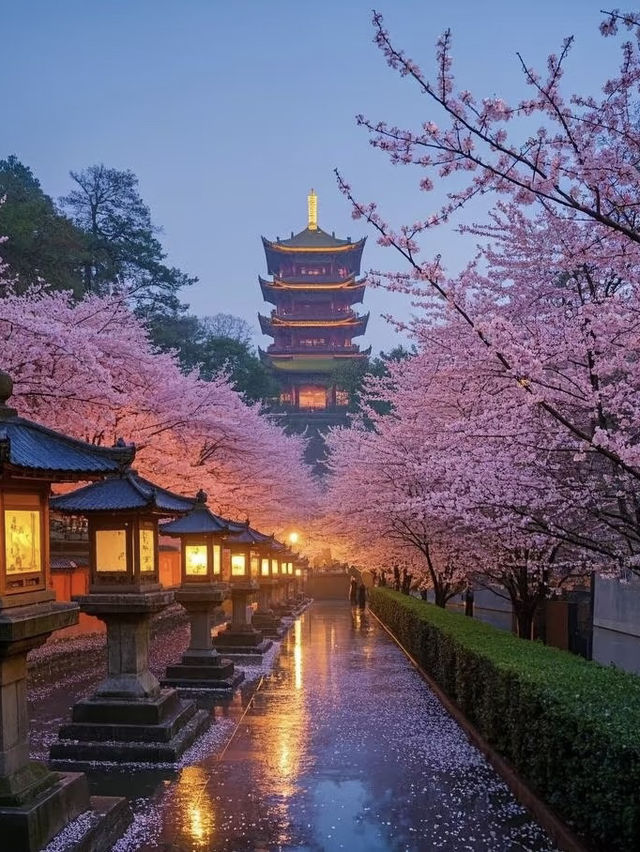 不是在日本🇯🇵而是在武漢 不用出國看櫻花🌸