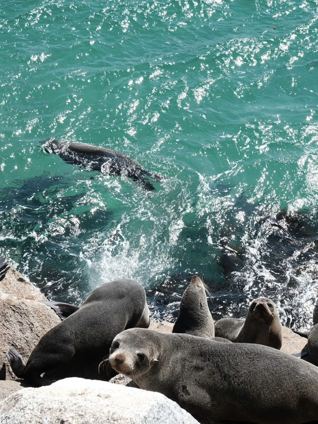 A Coastal Escape to Narooma