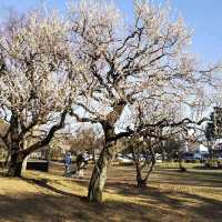 Koganei Park (小金井公園)