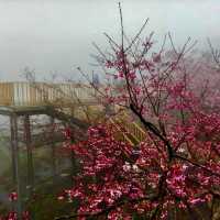 私人秘境瑪嵐雲瀑花園賞櫻、賞茶園及雲海趣