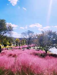 Jaraseom Flower Festival Review