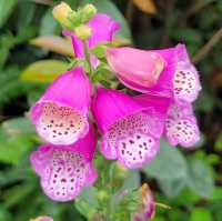 🌸 **鴨脷洲公園櫻花觀賞遊覽分享** 🌸
