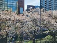目黒川の桜が彩る春の散歩道、訪れるべき絶景スポット