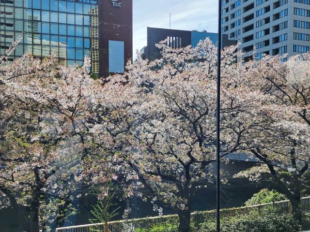目黒川の桜が彩る春の散歩道、訪れるべき絶景スポット