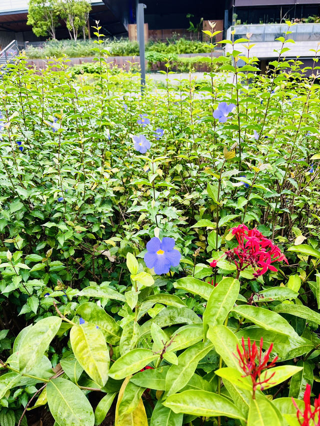 Rooftop Garden TRX: Spring Bloom Haven