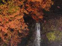 Senjogahara กับใบไม้เปลี่ยนสี ที่ Nikko คือที่สุดด