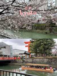 【京都×春旅】大鳥居と十石舟と桜のショットが撮れます
