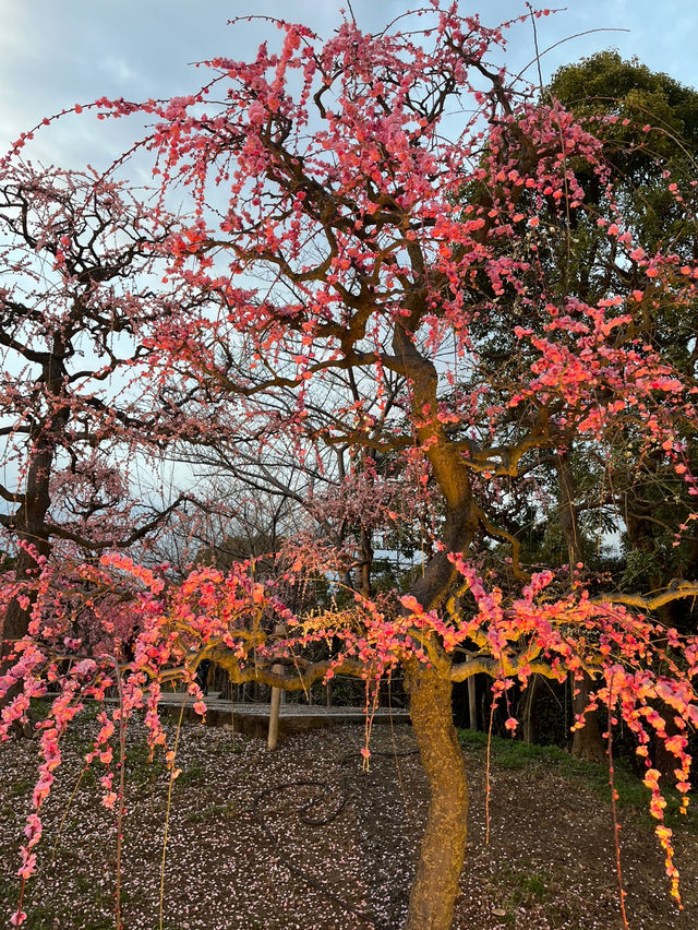 【なばなの郷で楽しむ花とイルミネーションの世界🌸✨】