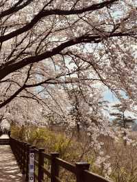Blossom-Lined Escape: Daecheongho's Serene Spring Walking Trail by the Lakeside
