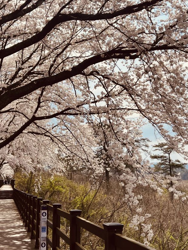 Blossom-Lined Escape: Daecheongho's Serene Spring Walking Trail by the Lakeside