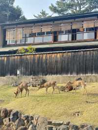 เที่ยวหาน้องกวาง 🦌 ที่เมืองนารา 🇯🇵