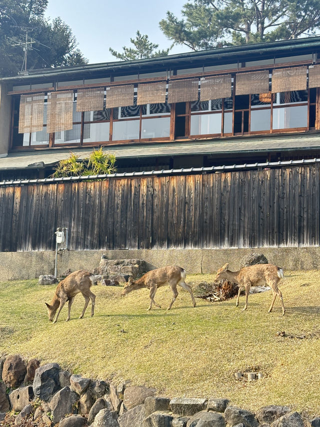 เที่ยวหาน้องกวาง 🦌 ที่เมืองนารา 🇯🇵