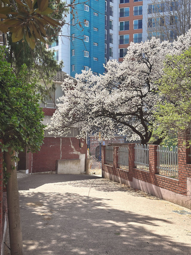 목련이 지고 벚꽃으로 물든 대구의 중심지🌸