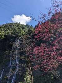 🌸** 烏來區以其自然美景**🌸
