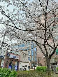 봄을 즐겨보세요~!