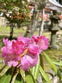Cherry Blossoms at Oharano Shrine