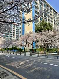 Cherry Blossoms in Busan and Seoul SK 2025