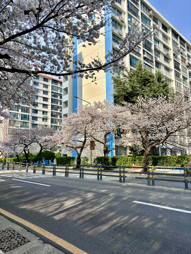 Cherry Blossoms in Busan and Seoul SK 2025
