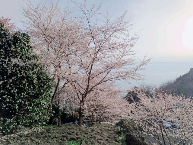 四國賞櫻之旅：紫雲出山停車場展望台
