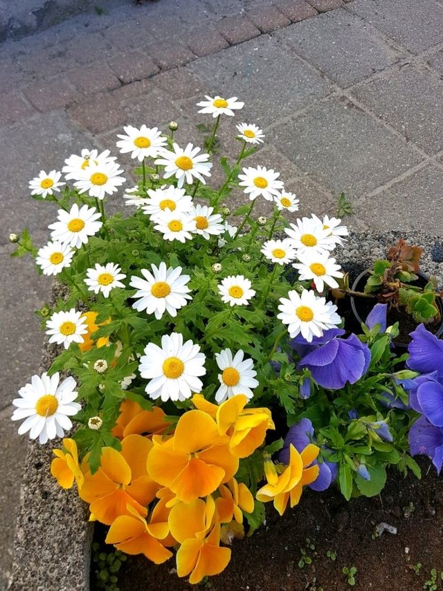 LOFOTEN IN BLOOM