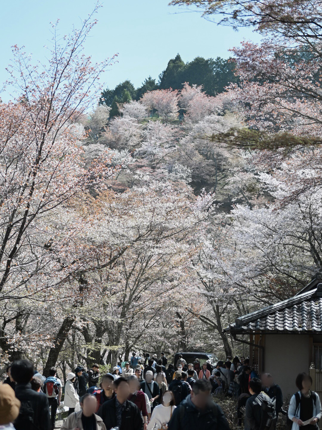 一生に一度は訪れたい‼️奈良・吉野山の桜🌸 | Trip.com 吉野町