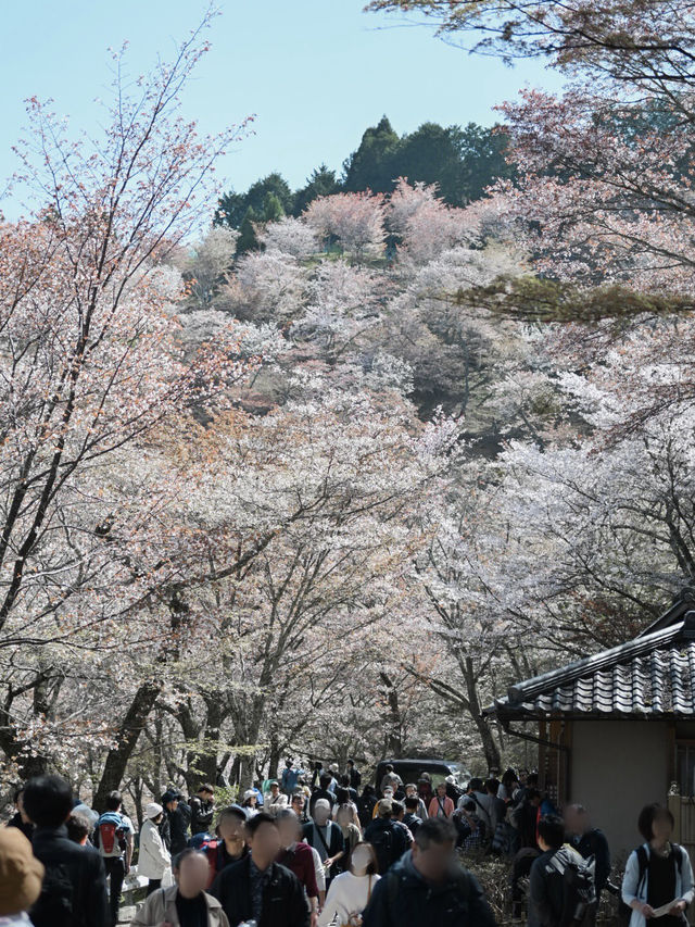 【奈良/吉野】日本が誇る桜の絶景！世界遺産の吉野山🌸