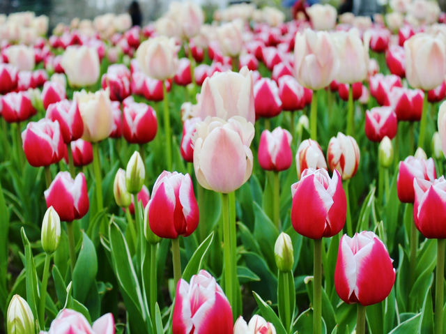 Chasing Tulips in Shanghai 🌷🇨🇳