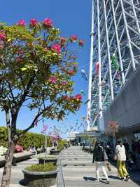 Springtime at Tokyo Skytree – Flowers & Koinobori Galore!