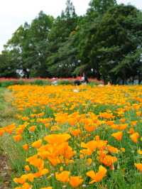 【埼玉】広大な敷地に、四季折々の花が咲き乱れる公園