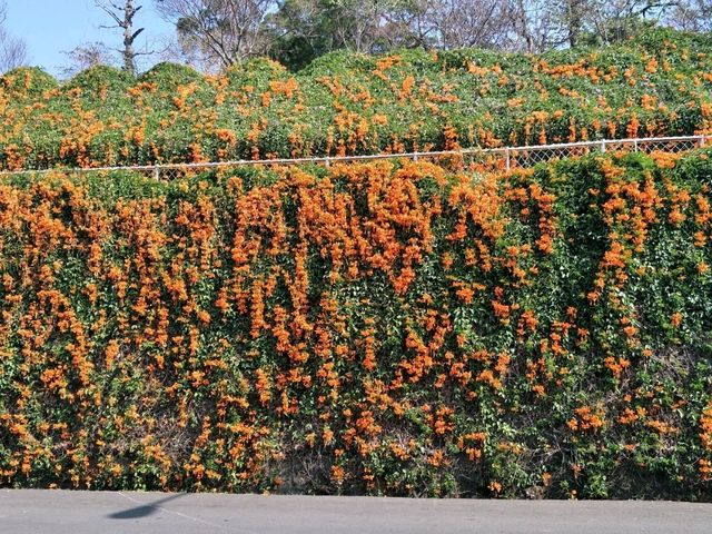 #炮仗花海公園-苗栗縣銅鑼鄉