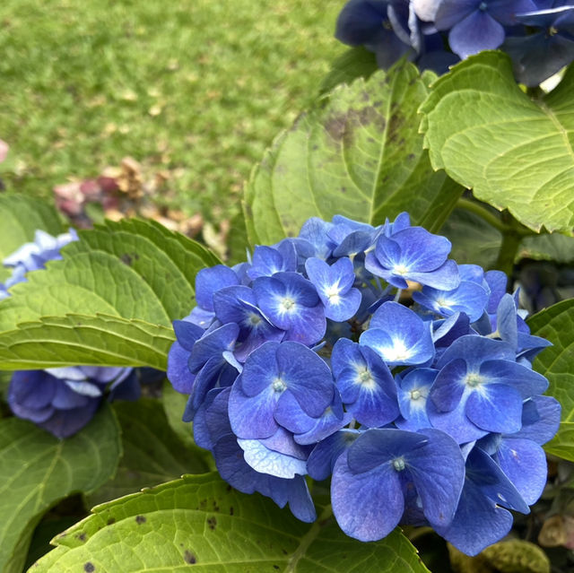 春日浪漫繡球花海・大安森林公園花季限定美景