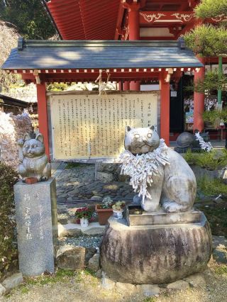 Cat Lover’s Paradise: Spring at Ōmatsu Daigongen