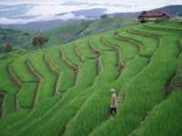นาขั้นบันไดของไทยที่สวยงามไม่แพ้ที่ไหน