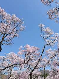 Blush of History: Sakura in the Shadows of Takato Castle
