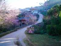 หมู่บ้านสีชมพูเหมือนญี่ปุ่นเมืองไทย