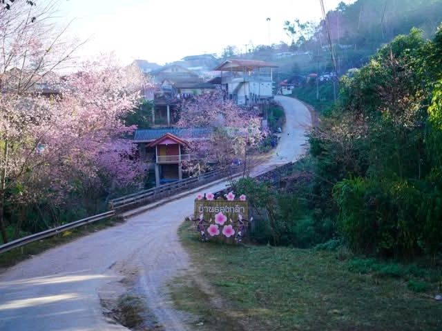 หมู่บ้านสีชมพูเหมือนญี่ปุ่นเมืองไทย