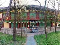 “Cherry Blossoms and Tradition at Namsangol Hanok Village”