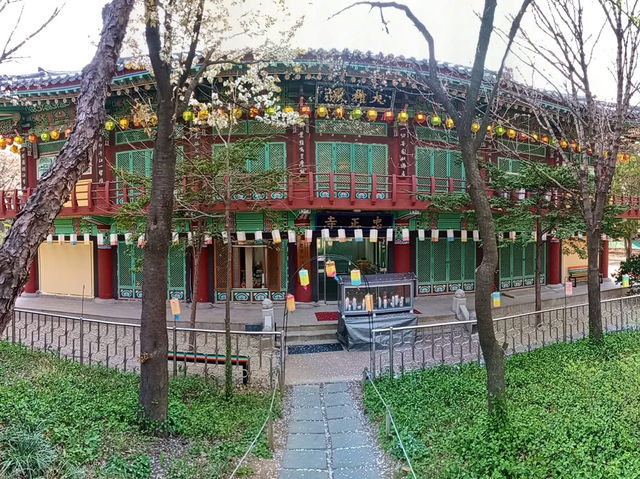 “Cherry Blossoms and Tradition at Namsangol Hanok Village”