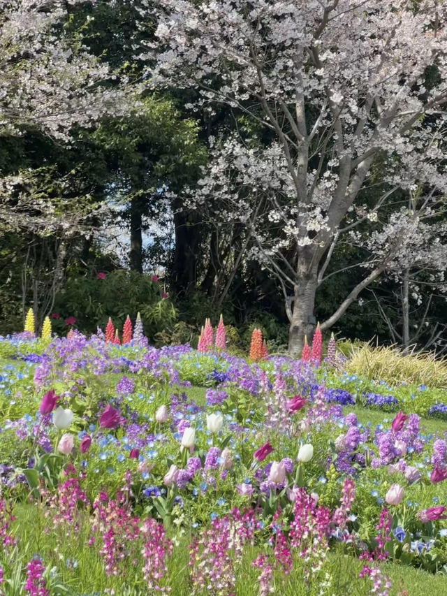 🌸 Who still wants to squeeze into crowds in Japan just to see cherry blossoms?