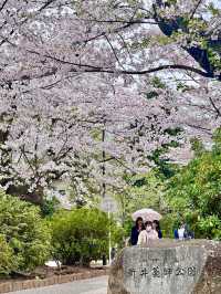 🌸🚃 A Hidden Cherry Blossom Spot in Tokyo Where You Can See Sakura + Trains!