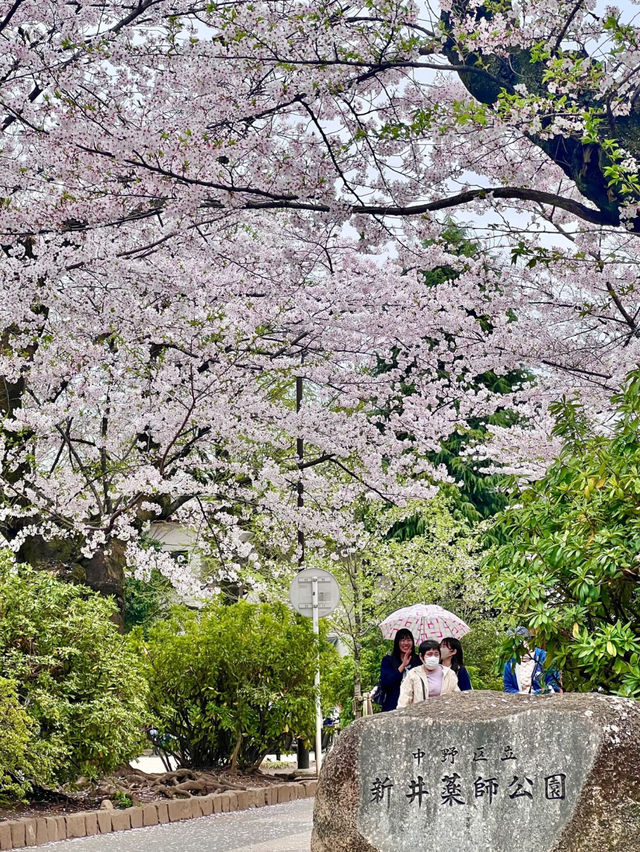 🌸🚃 A Hidden Cherry Blossom Spot in Tokyo Where You Can See Sakura + Trains!