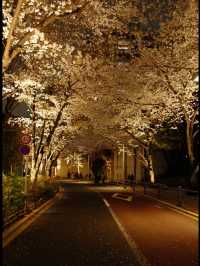 🌸 Avoid the Cherry Blossom Crowds! Hidden Sakura Spots in Tokyo 🌸