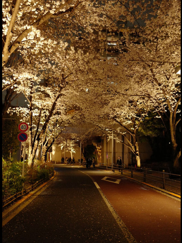 🌸 Avoid the Cherry Blossom Crowds! Hidden Sakura Spots in Tokyo 🌸