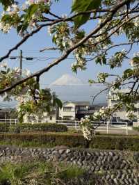Majestic mountain 🏔️- Fuji in Spring 🌸🩷
