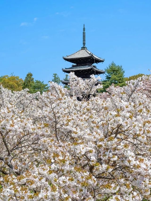Ninna-ji Temple Cherry Blossoms | The Elegant Harmony of Late-Blooming "Omuro Sakura"