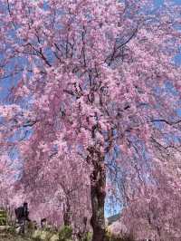 Nara in Bloom: Where History Meets Hanami