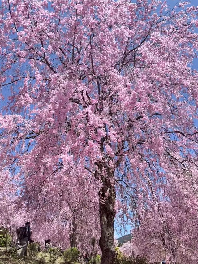 Nara in Bloom: Where History Meets Hanami