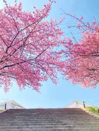 2025 Spring: Okazaki Otsukawa Aoi Sakura Full Guide 🌸
