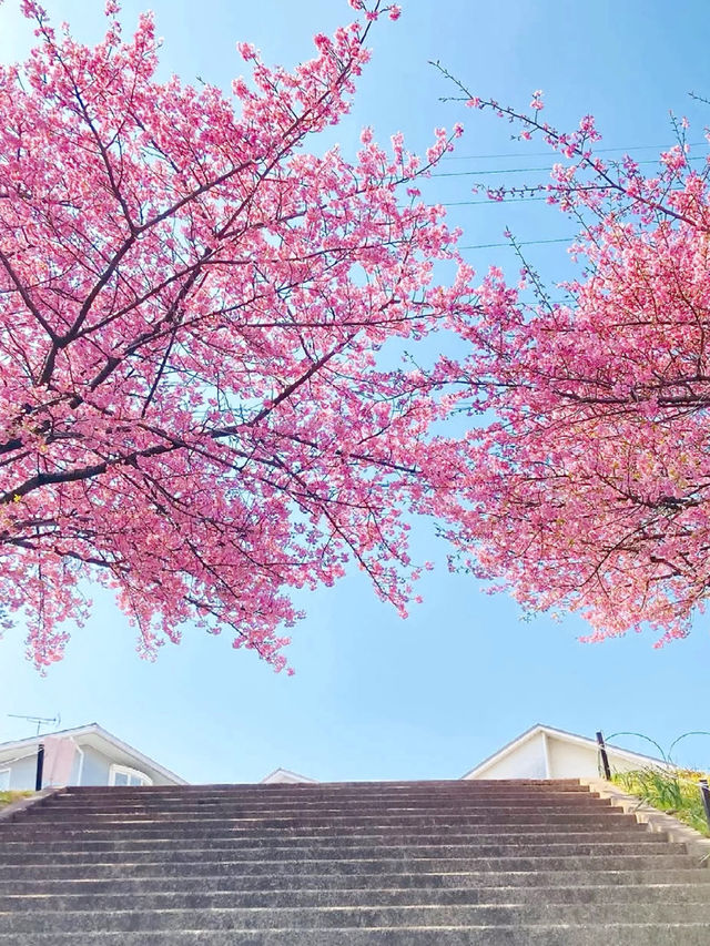 2025 Spring: Okazaki Otsukawa Aoi Sakura Full Guide 🌸